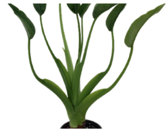 Alocasia &