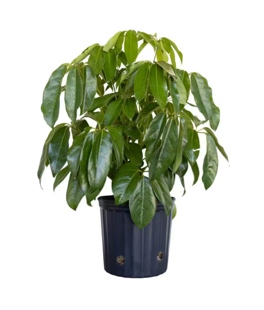Schefflera actinophylla &
