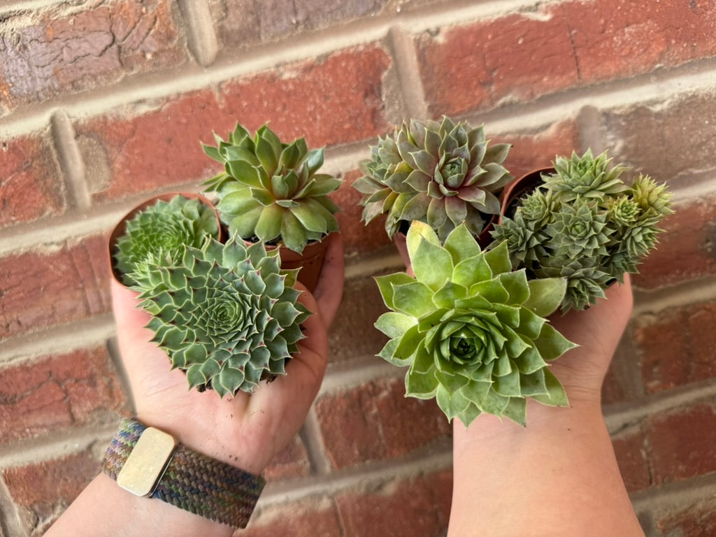 Assorted Sempervivum | Succulent