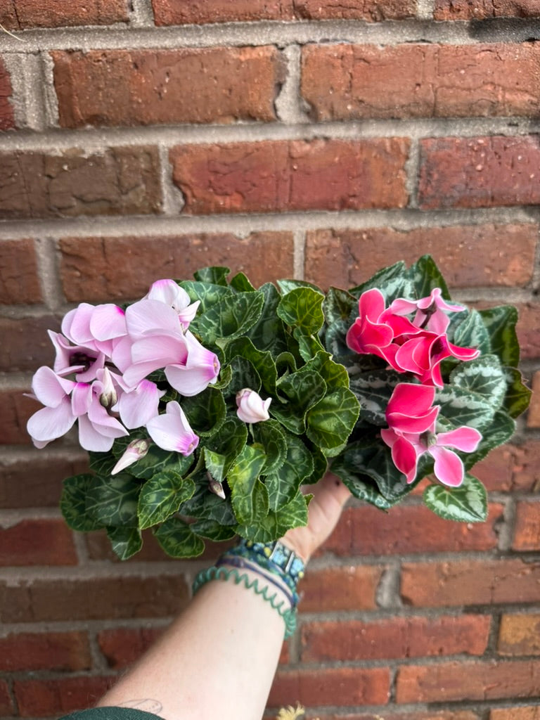 Assorted Cyclamen