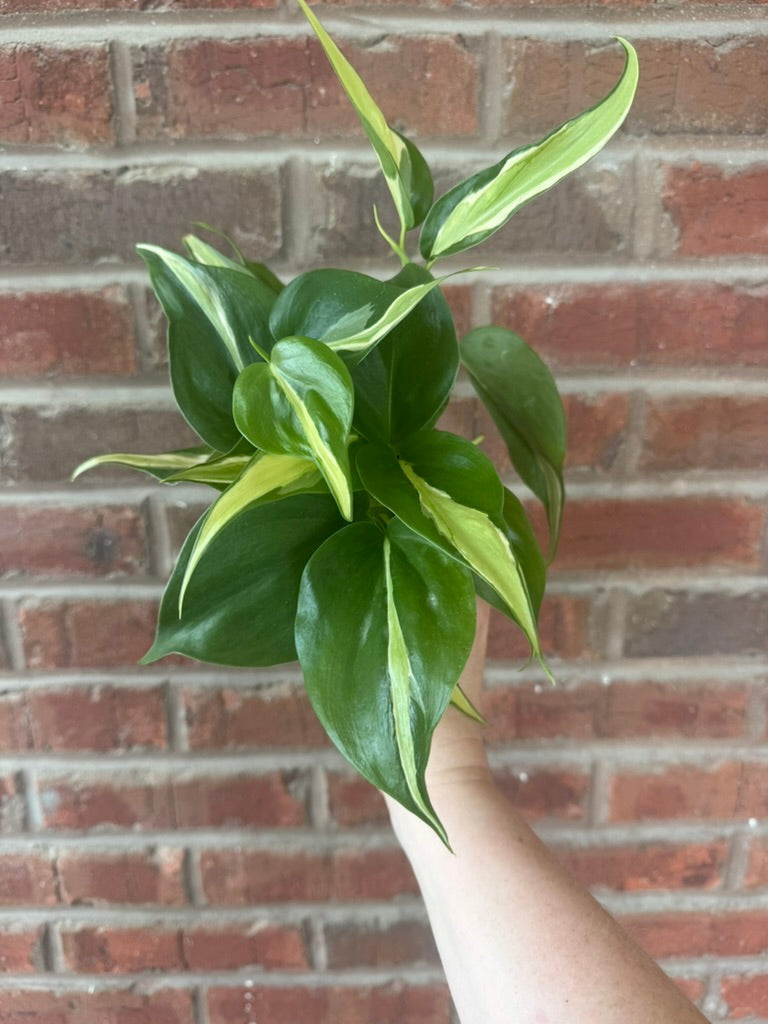Philodendron hederaceum &