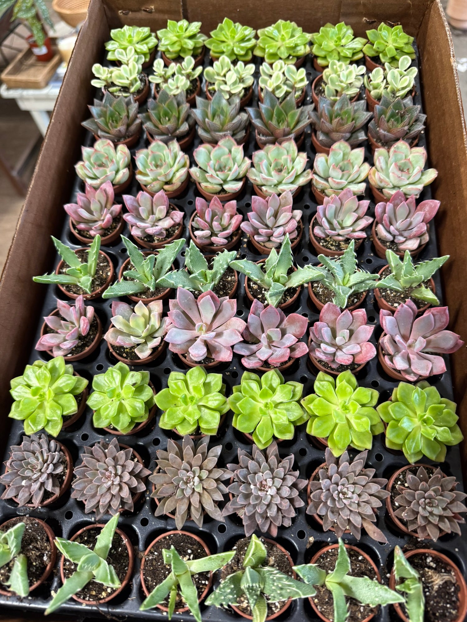 Echeveria Assorted | Succulent