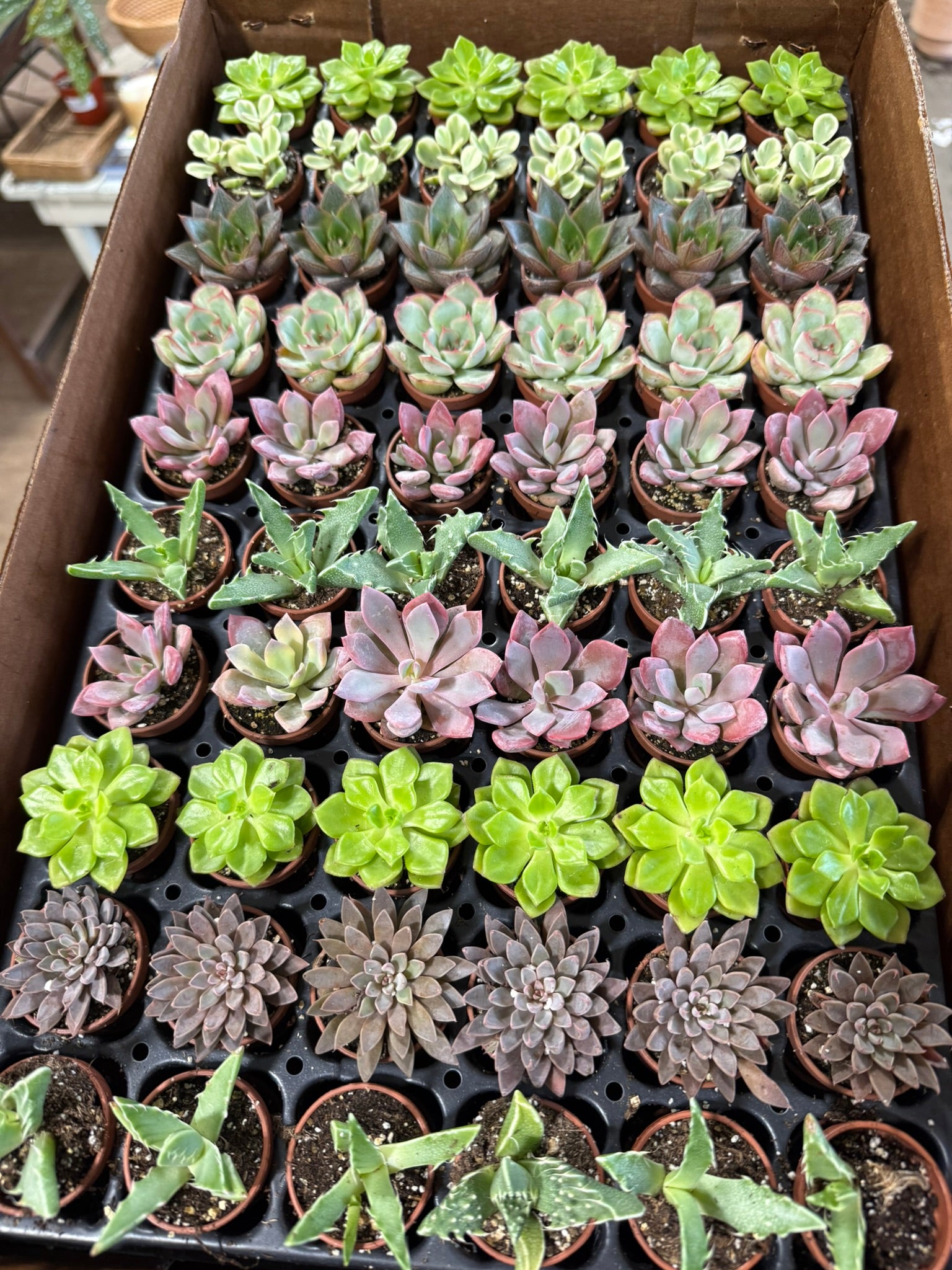 Echeveria Assorted | Succulent