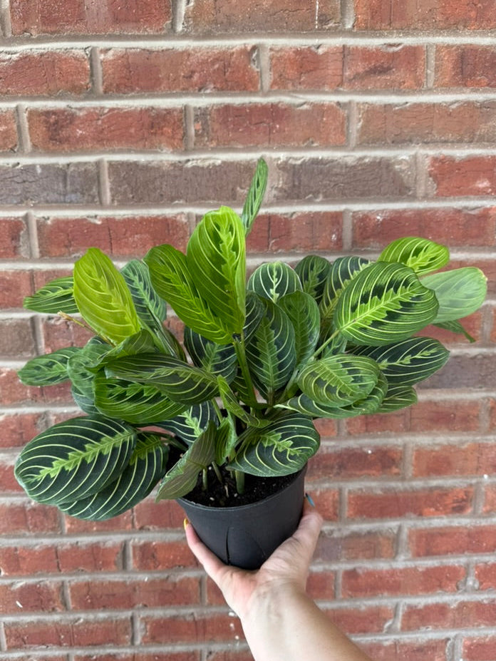 Maranta leuconeura &