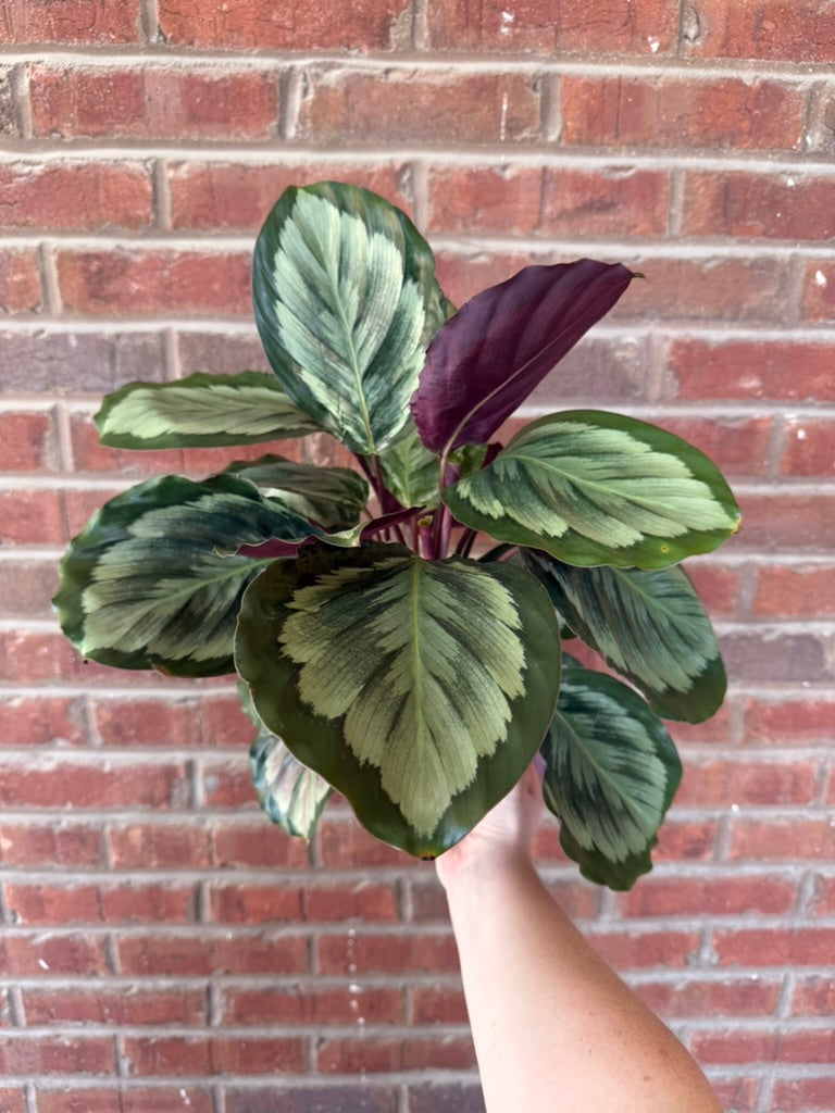 Calathea veitchiana &