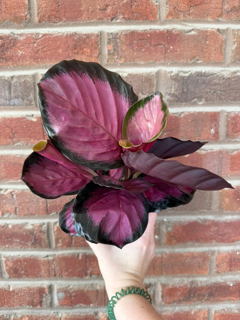 Calathea Roseopicta &
