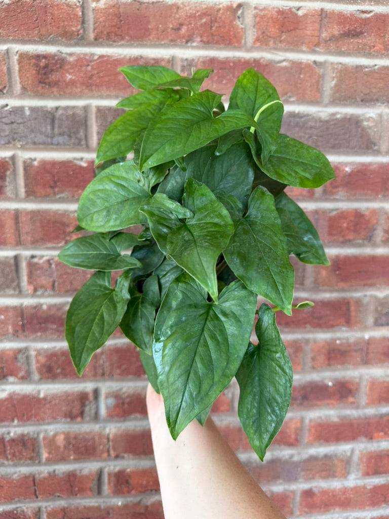 Syngonium &