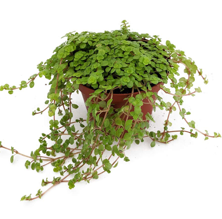 Pilea glauca &