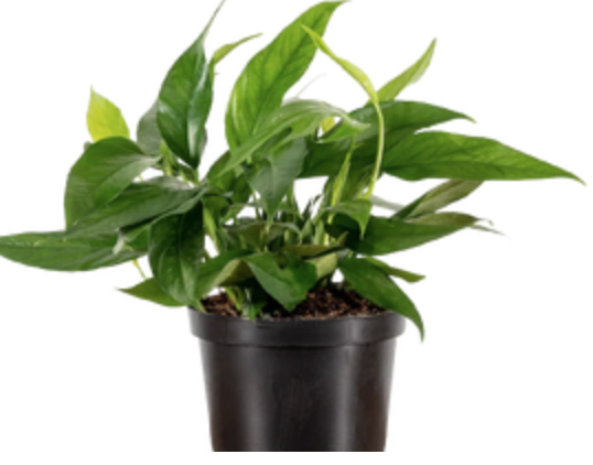 Epipremnum pinnatum &