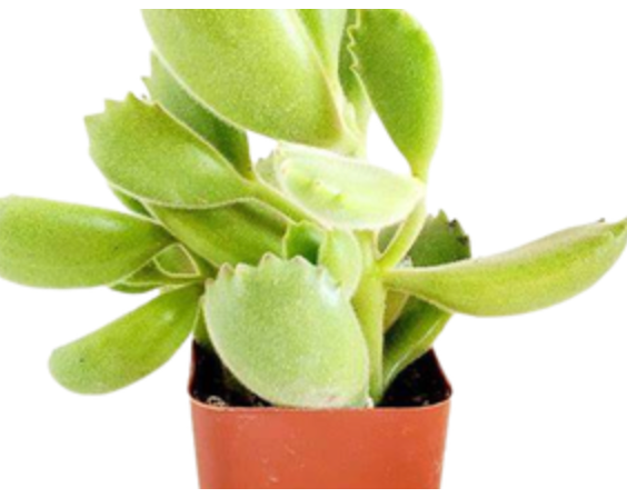 Cotyledon Tomentosa | Bear Paw Succulent