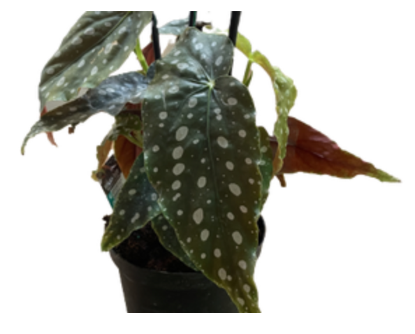 Begonia Maculata | Polka Dot Begonia
