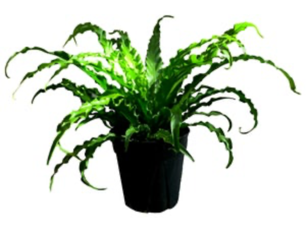 Asplenium nidus &