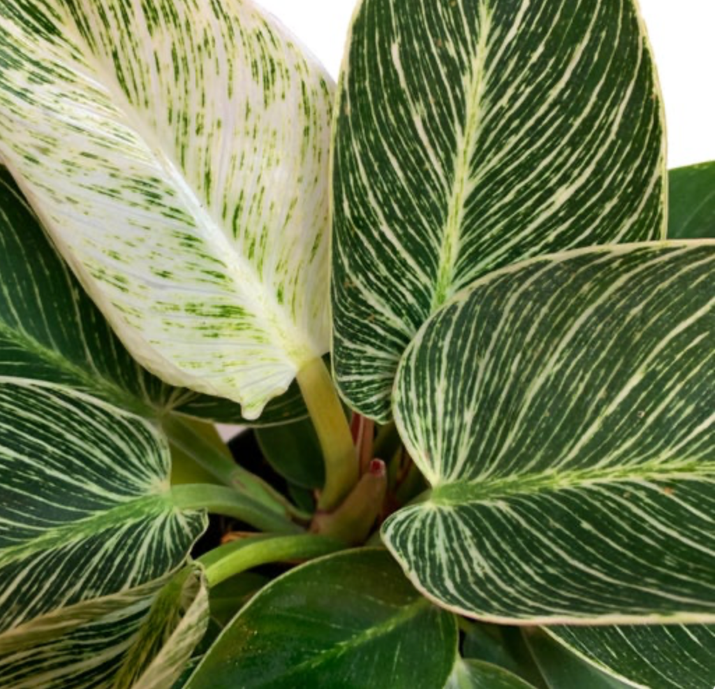 Philodendron &