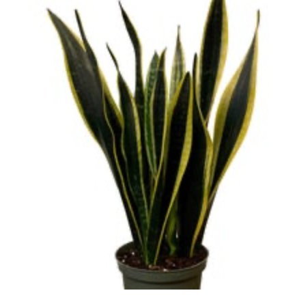 Dracaena trifasciata &
