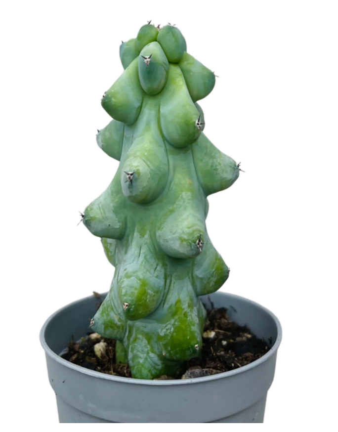 Myrtillocactus geometrizans &