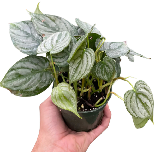 Philodendron brandtianum &