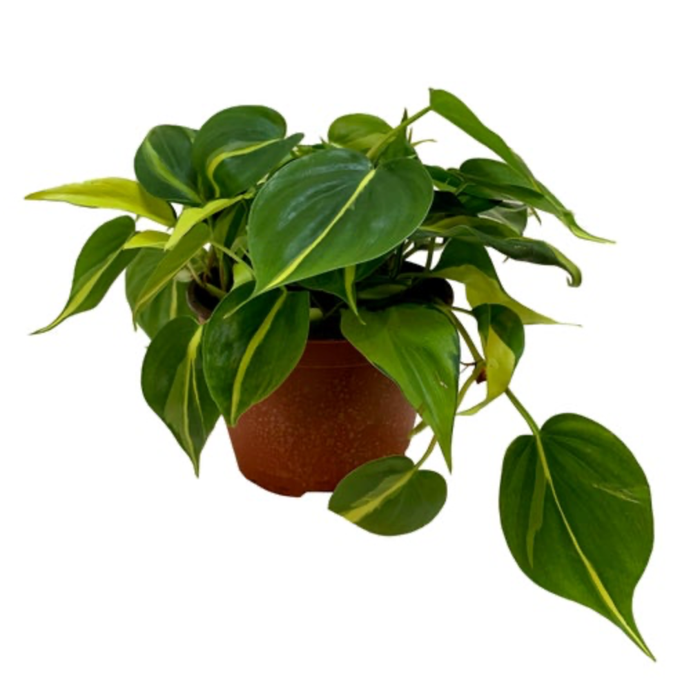 Philodendron hederaceum &