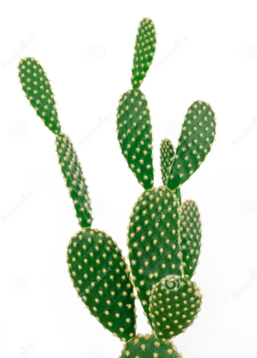 Opuntia microdasys var. albospina &