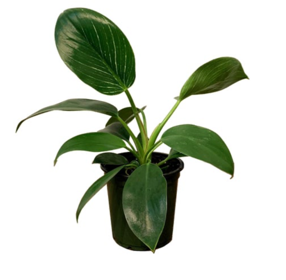 Philodendron &