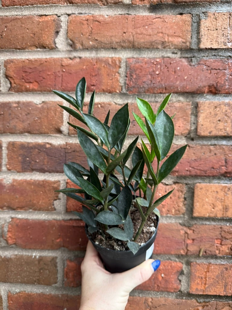 Zamioculcas Zamiifolia &