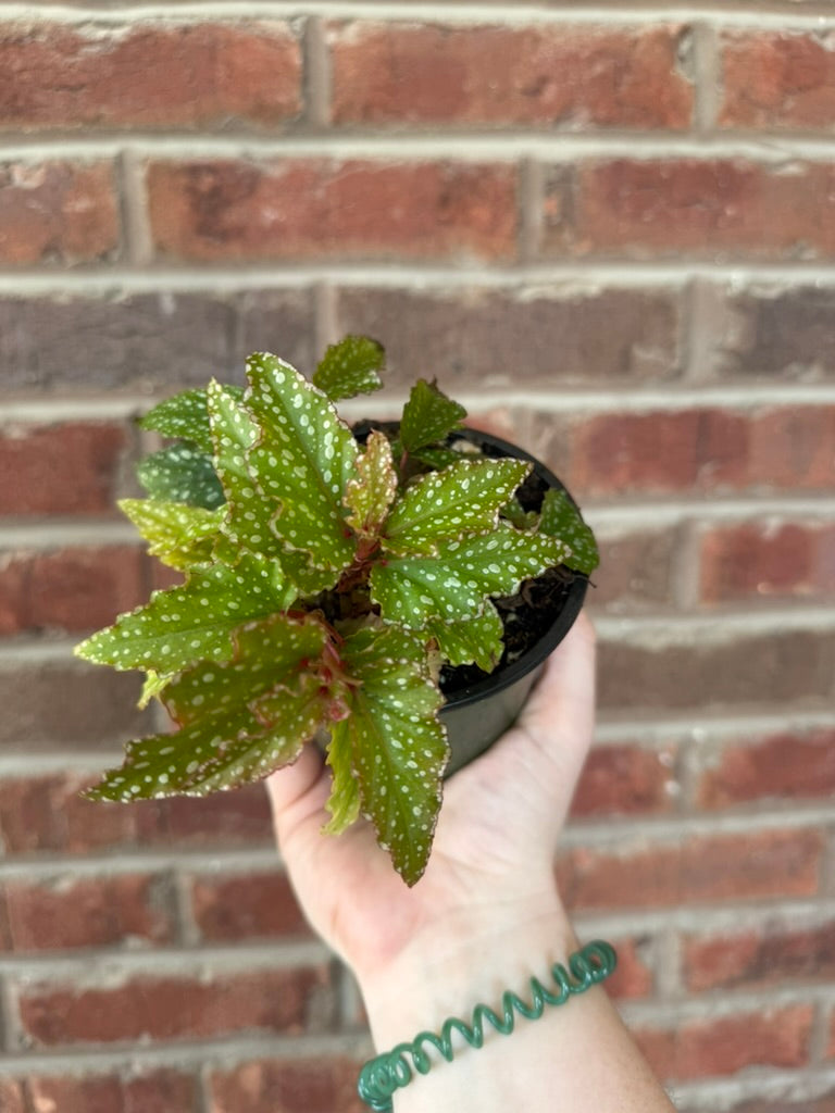Begonia &