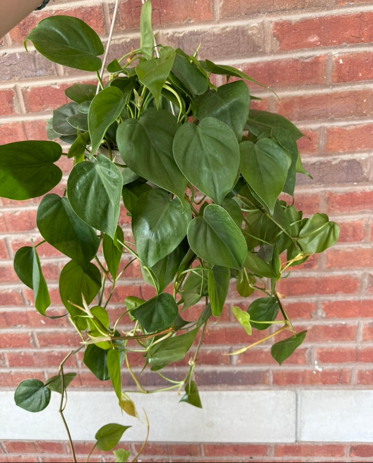 Philodendron Cordatum | Heart Leaf