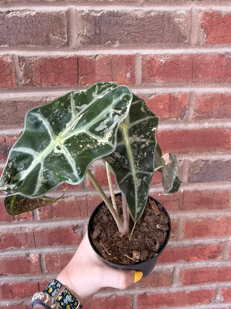 Alocasia &