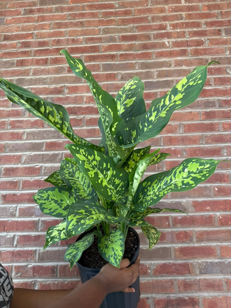 Dieffenbachia &