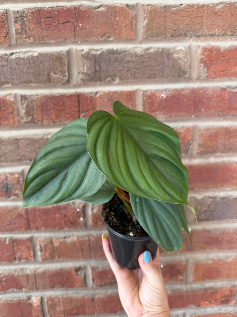 Philodendron &