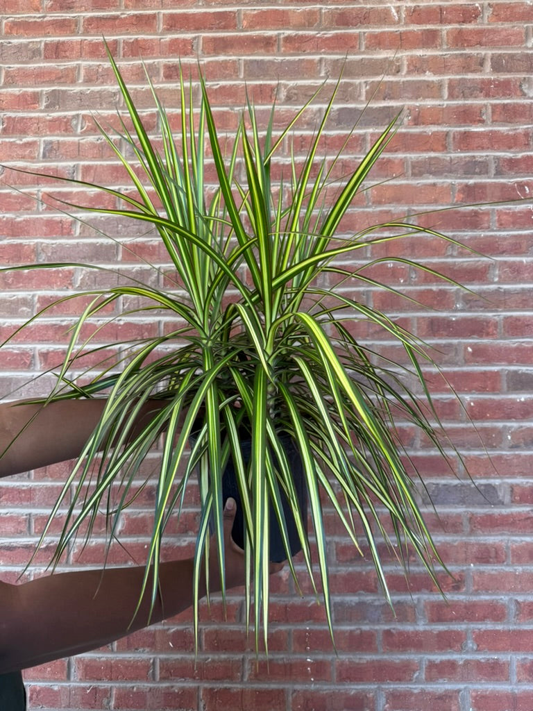 Dracaena Marginata &