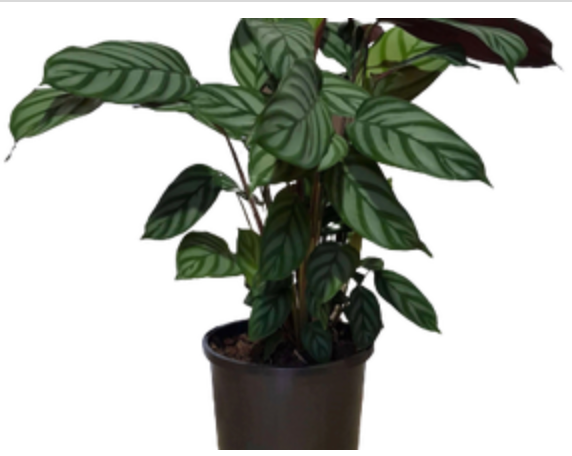 Calathea &