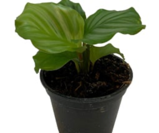 Calathea Orbifolia | Round-leaf Calathea