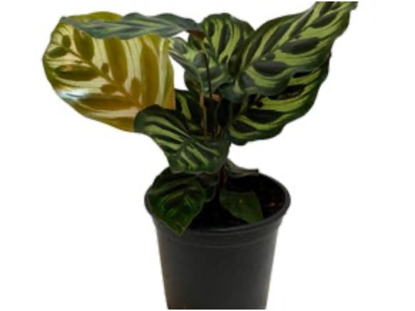 Calathea Makoyana | Peacock Plant