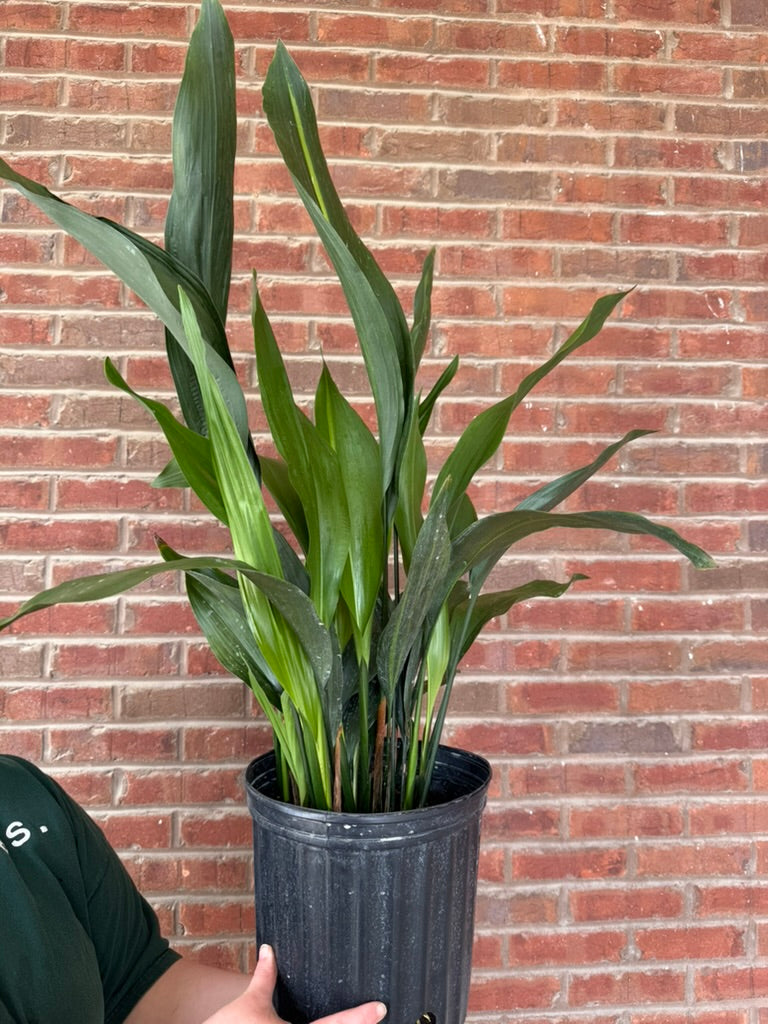 Aspidistra Green | Cast Iron Plant