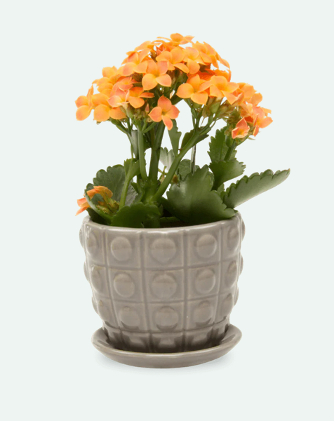 Convex Pot with Saucer