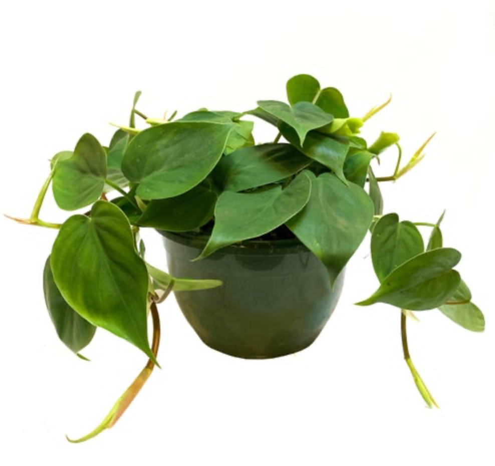 Philodendron Cordatum | Heart Leaf