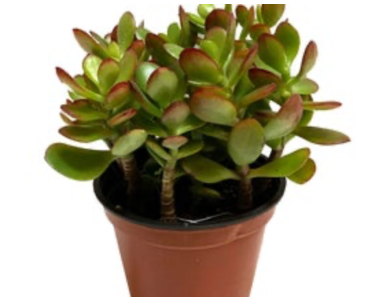 Crassula Ovata &