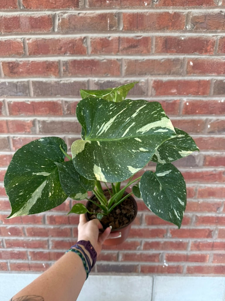 Monstera deliciosa &