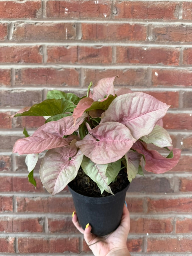 Nephthytis Neon | Syngonium