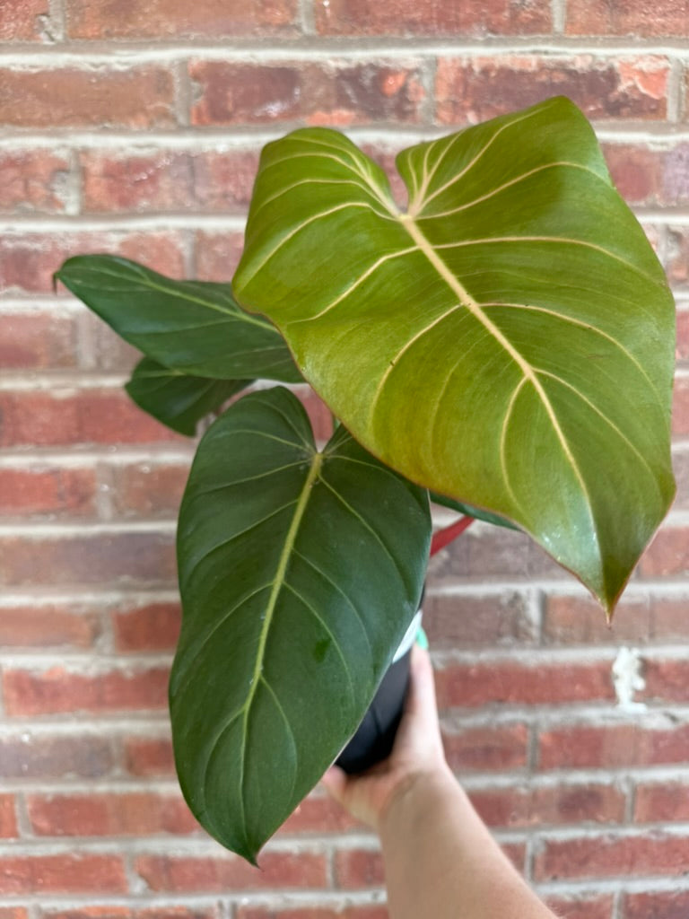 Philodendron &