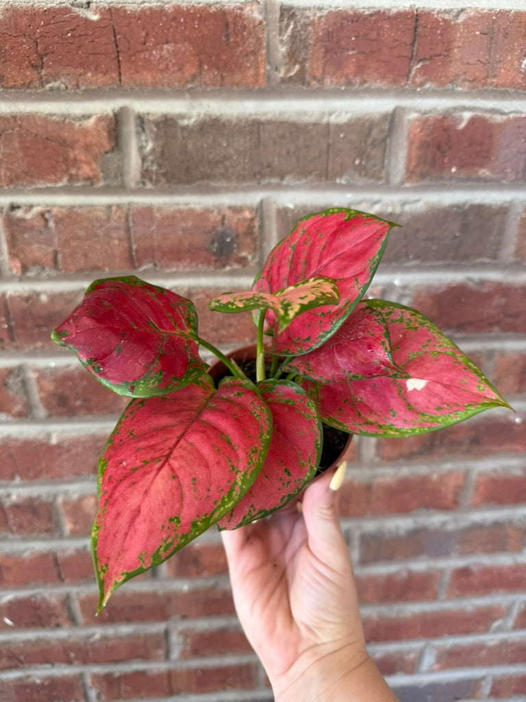 Aglaonema &