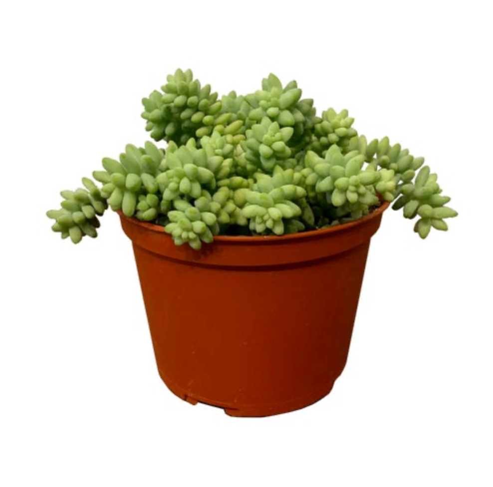 Sedum morganianum &