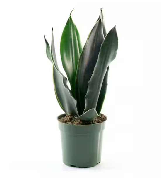 Dracaena &