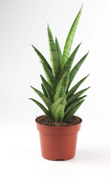 Dracaena &