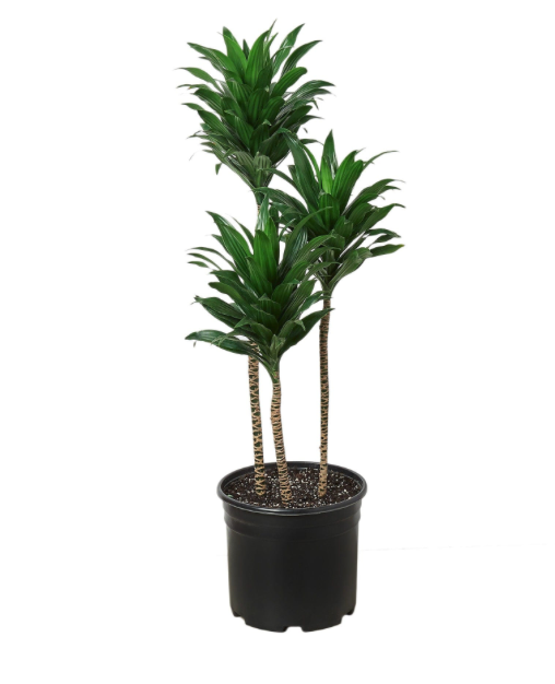 Dracaena fragrans &