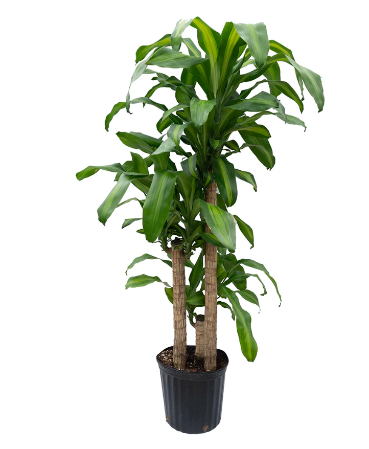 Dracaena &