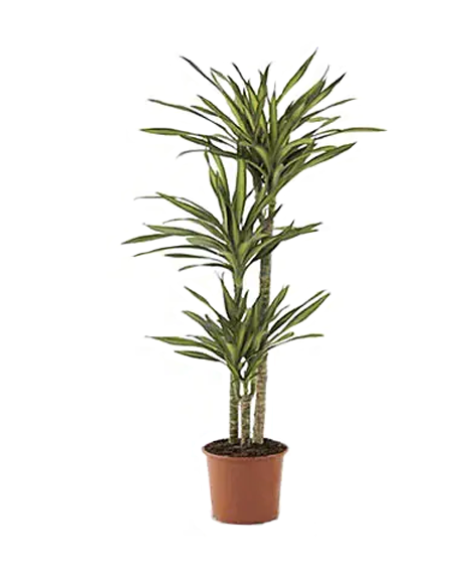 Dracaena &