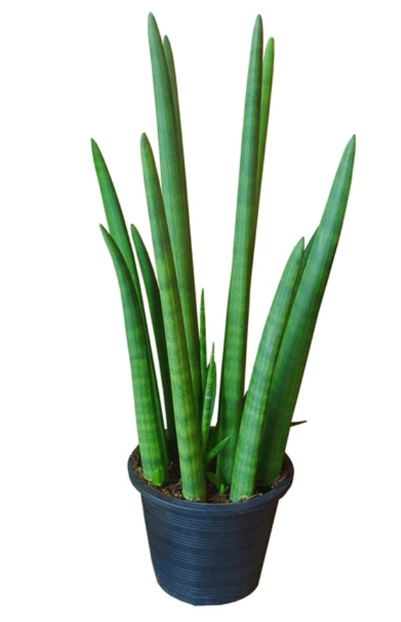 Dracaena angolensis &