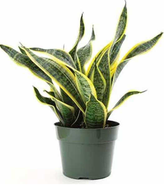 Dracaena &