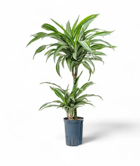 Dracaena &